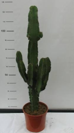 Euphorbia eritreae 27 h 130/140